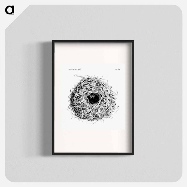 アートポスター-Nest and Eggs from Travel And Research In Algeria - 大英図書館 Poster.