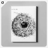 アートパネル-Nest and Eggs from Travel And Research In Algeria - 大英図書館 Canvas.