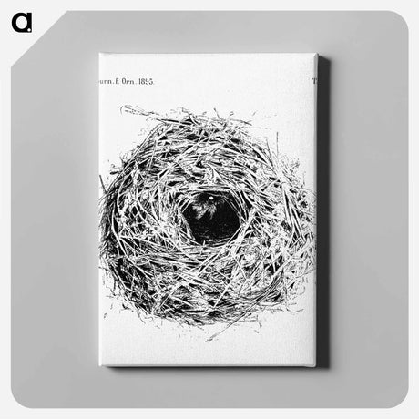 アートパネル-Nest and Eggs from Travel And Research In Algeria - 大英図書館 Canvas.