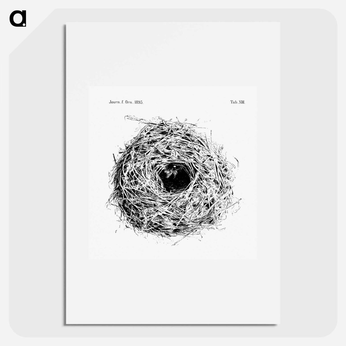 アートポスター-Nest and Eggs from Travel And Research In Algeria - 大英図書館 Poster.