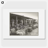 Cutting potato seed on an industrialized farm - Dorothea Lange Poster.