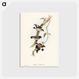 アートポストカード-Striated Sittella
 - ジョン グールド Postcard.