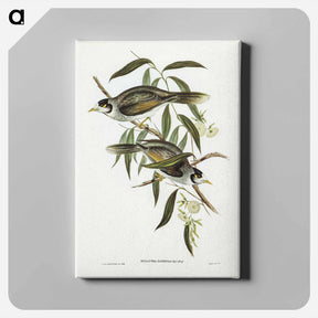 アートパネル-Garrulous Honey-eater
 - ジョン グールド Canvas.