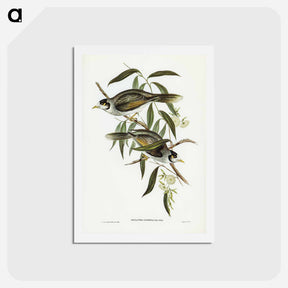 アートポストカード-Garrulous Honey-eater
 - ジョン グールド Postcard.