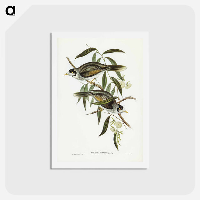 アートポストカード-Garrulous Honey-eater
 - ジョン グールド Postcard.