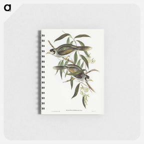 アートメモ帳-Garrulous Honey-eater
 - ジョン グールド Memo.