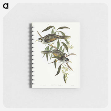 Garrulous Honey-eater
 - ジョン グールド Memo.