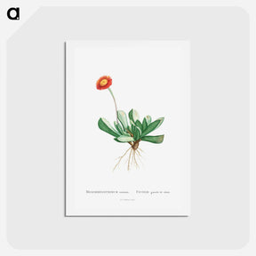 アートポストカード-Mesembryanthemum Caninum - ピエール ジョゼフ ルドゥーテ Postcard.