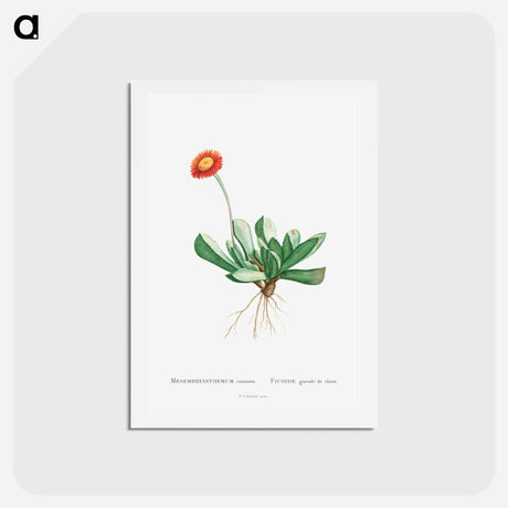 アートポストカード-Mesembryanthemum Caninum - ピエール ジョゼフ ルドゥーテ Postcard.