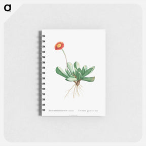 アートメモ帳-Mesembryanthemum Caninum - ピエール ジョゼフ ルドゥーテ Memo.