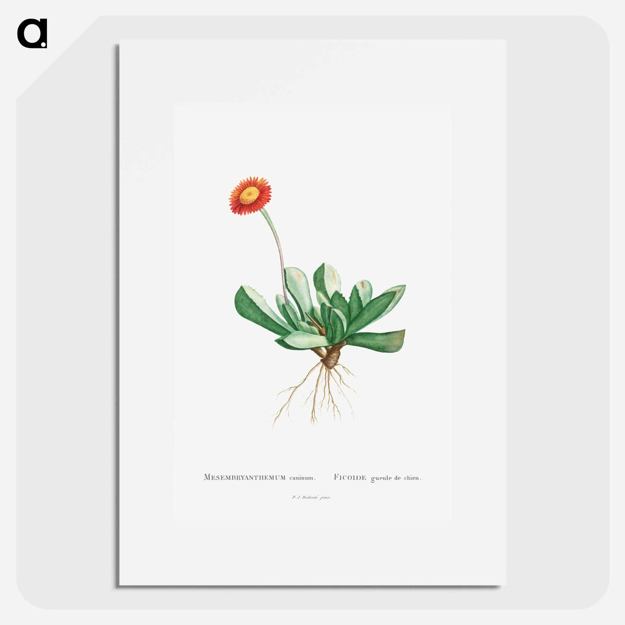 Mesembryanthemum Caninum - Pierre Joseph Redouté Poster.