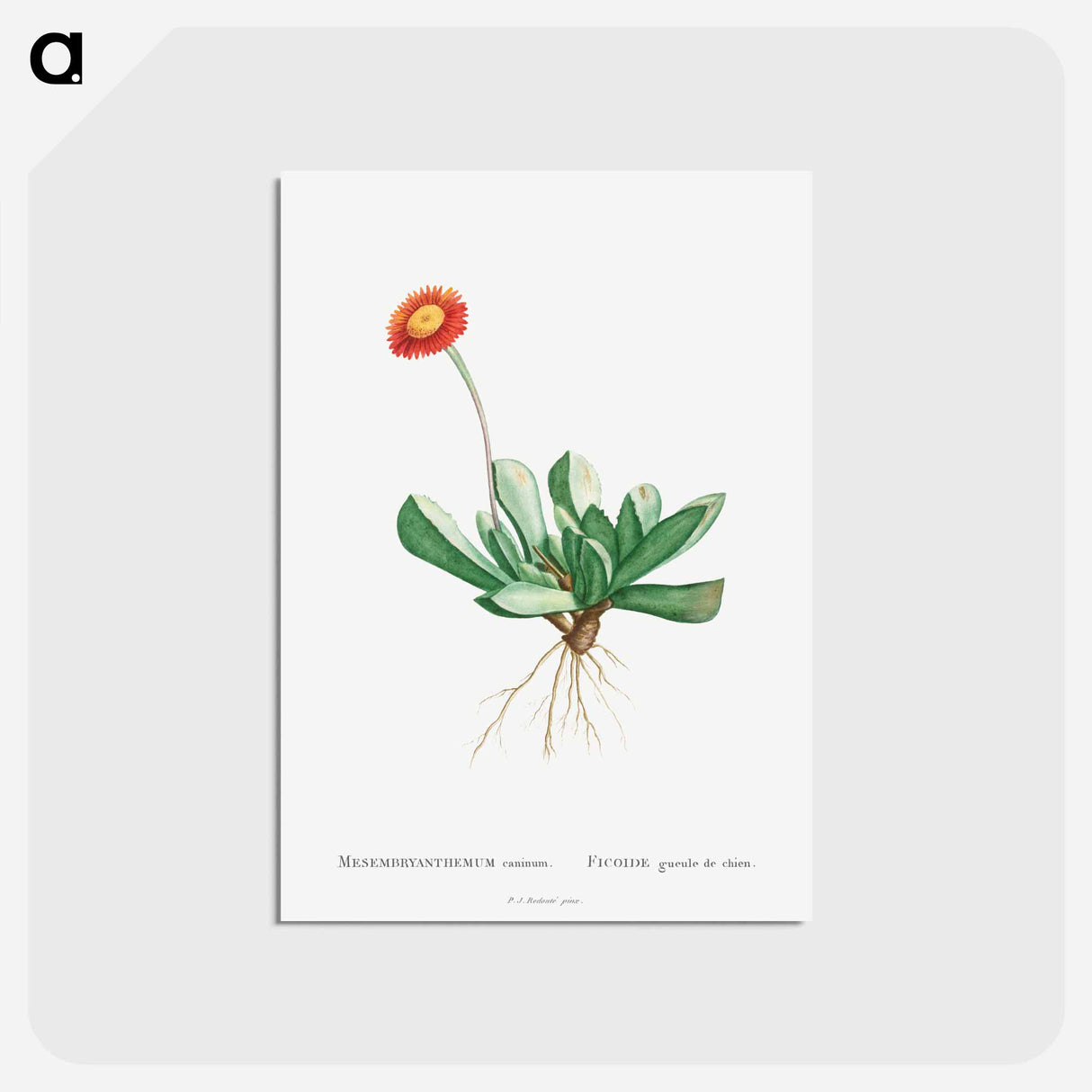 アートポストカード-Mesembryanthemum Caninum - ピエール ジョゼフ ルドゥーテ Postcard.