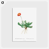 アートポストカード-Mesembryanthemum Caninum - ピエール ジョゼフ ルドゥーテ Postcard.
