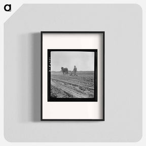 アートポスター-Between Laton and Fowler, central San Joaquin Valley, California. One man-one horse methods are rare in California - ドロテア ラング Poster.