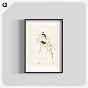 アートポスター-Spotted-sided Finch
 - ジョン グールド Poster.
