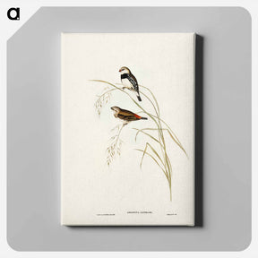 アートパネル-Spotted-sided Finch
 - ジョン グールド Canvas.