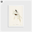 アートポストカード-Spotted-sided Finch
 - ジョン グールド Postcard.