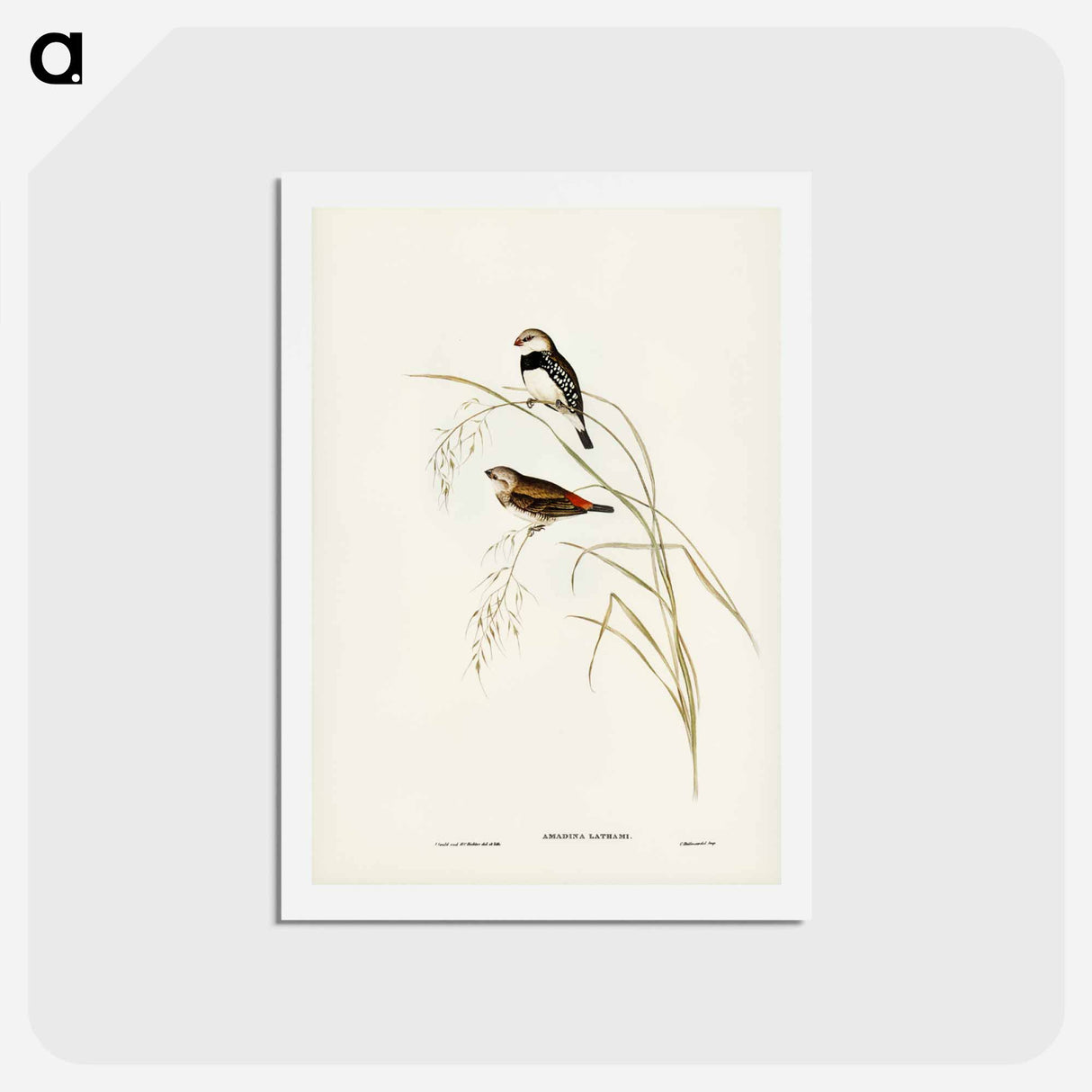 アートポストカード-Spotted-sided Finch
 - ジョン グールド Postcard.