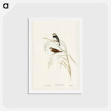アートポストカード-Spotted-sided Finch
 - ジョン グールド Postcard.