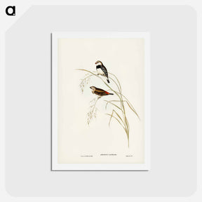 アートポストカード-Spotted-sided Finch
 - ジョン グールド Postcard.