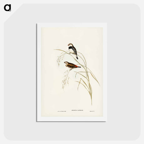アートポストカード-Spotted-sided Finch
 - ジョン グールド Postcard.