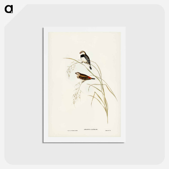 アートポストカード-Spotted-sided Finch
 - ジョン グールド Postcard.