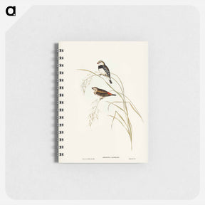 アートメモ帳-Spotted-sided Finch
 - ジョン グールド Memo.