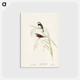 アートポストカード-Spotted-sided Finch
 - ジョン グールド Postcard.