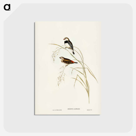 アートポストカード-Spotted-sided Finch
 - ジョン グールド Postcard.
