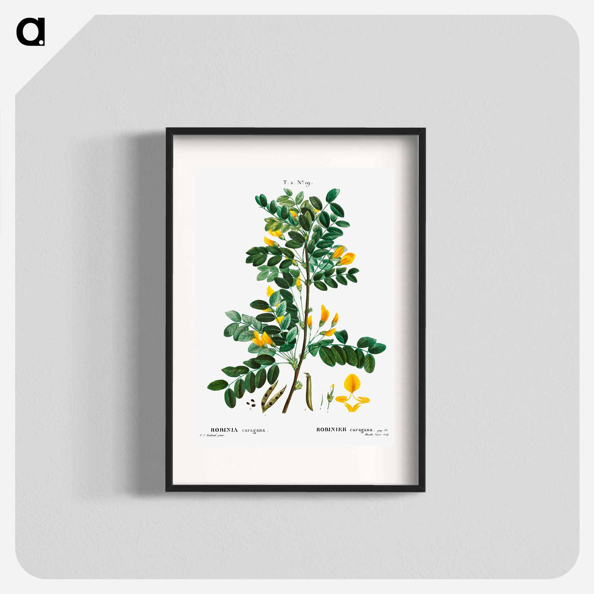 Siberian pea tree - Pierre Joseph Redouté Poster.
