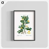 Siberian pea tree - Pierre Joseph Redouté Poster.