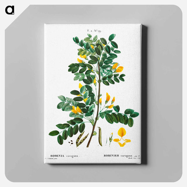 アートパネル-Siberian pea tree - ピエール ジョゼフ ルドゥーテ Canvas.