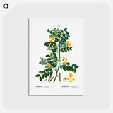 アートポストカード-Siberian pea tree - ピエール ジョゼフ ルドゥーテ Postcard.