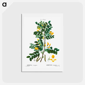 アートポストカード-Siberian pea tree - ピエール ジョゼフ ルドゥーテ Postcard.