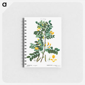 アートメモ帳-Siberian pea tree - ピエール ジョゼフ ルドゥーテ Memo.