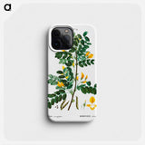 Siberian pea tree - ピエール ジョゼフ ルドゥーテ Phone Case.