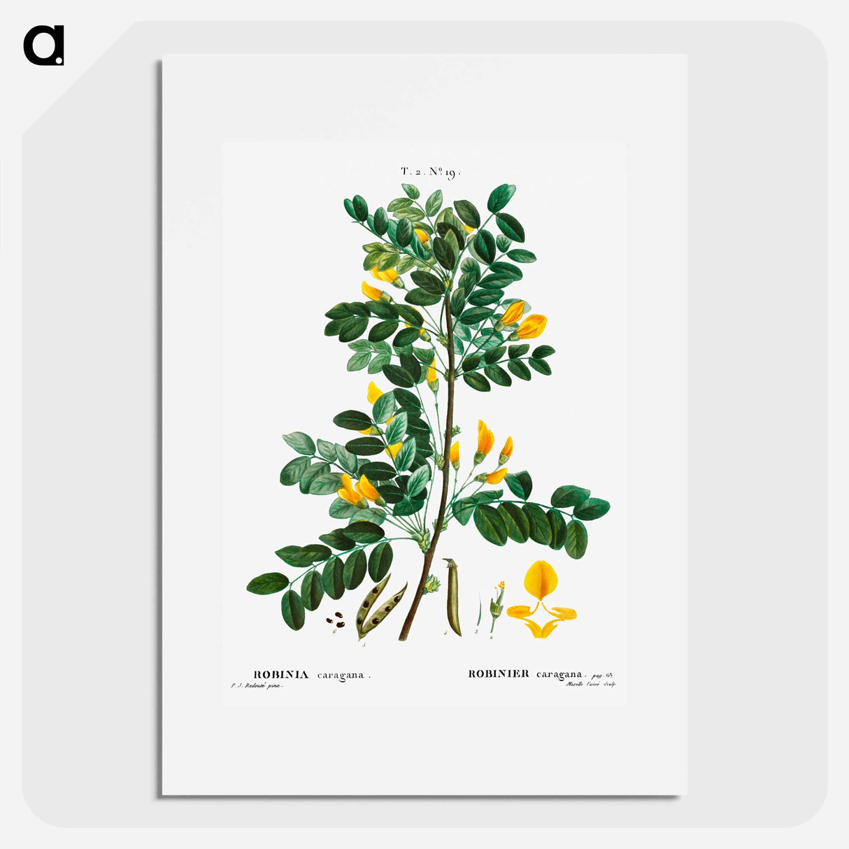 Siberian pea tree - ピエール ジョゼフ ルドゥーテ Poster.