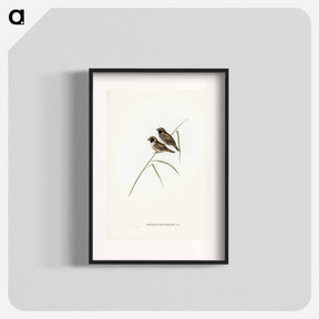 アートポスター-White-breasted Finch
 - ジョン グールド Poster.