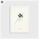 アートポストカード-White-breasted Finch
 - ジョン グールド Postcard.