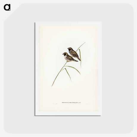 アートポストカード-White-breasted Finch
 - ジョン グールド Postcard.