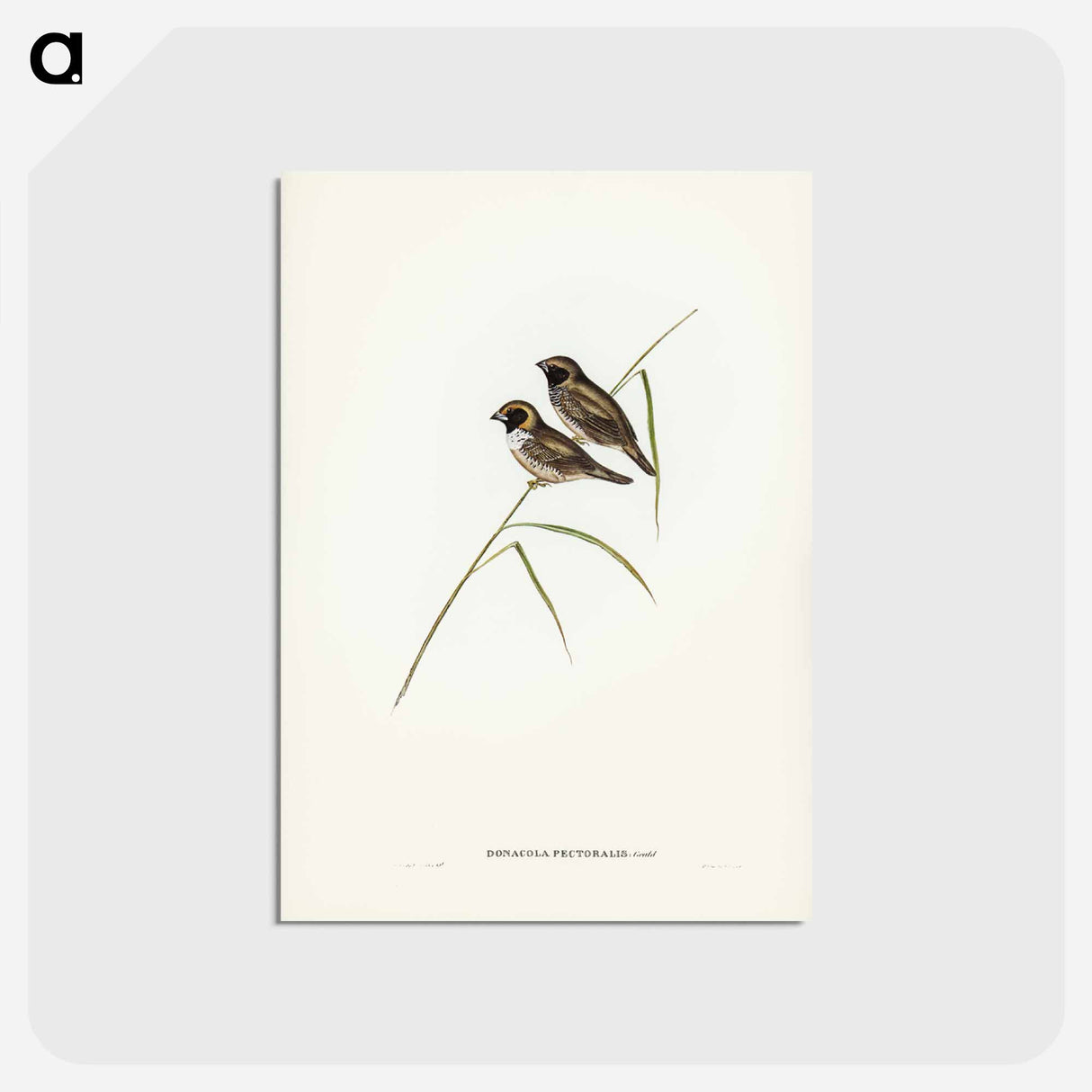 アートポストカード-White-breasted Finch
 - ジョン グールド Postcard.