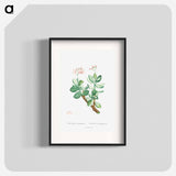 Crassula Portulacea - ピエール ジョゼフ ルドゥーテ Poster.