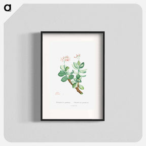 アートポスター-Crassula Portulacea - ピエール ジョゼフ ルドゥーテ Poster.