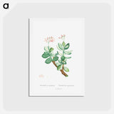 アートポストカード-Crassula Portulacea - ピエール ジョゼフ ルドゥーテ Postcard.