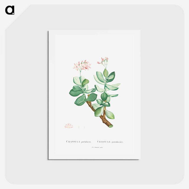アートポストカード-Crassula Portulacea - ピエール ジョゼフ ルドゥーテ Postcard.