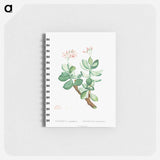 Crassula Portulacea - ピエール ジョゼフ ルドゥーテ Memo.