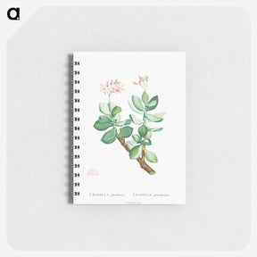 アートメモ帳-Crassula Portulacea - ピエール ジョゼフ ルドゥーテ Memo.