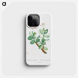 Crassula Portulacea - ピエール ジョゼフ ルドゥーテ Phone Case.