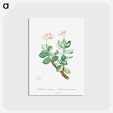 アートポストカード-Crassula Portulacea - ピエール ジョゼフ ルドゥーテ Postcard.