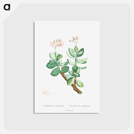 アートポストカード-Crassula Portulacea - ピエール ジョゼフ ルドゥーテ Postcard.